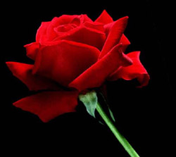 20060423173232-a-single-red-rose.jpg